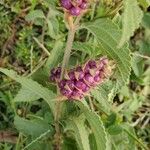 Lantana trifolia Fruit