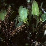 Cyrilla racemiflora Агульны выгляд