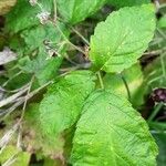 Rubus caesius Folha