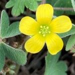 Oxalis exilis Flower