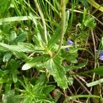 Veronica teucrium पत्ता