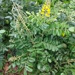 Sophora tomentosa Habit