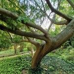 Torreya californica Casca