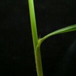 Arundinella nepalensis