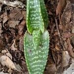 Aloe macrocarpa Leaf