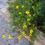 Bidens ferulifolia Virág
