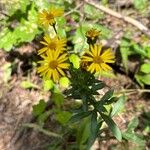 Chrysopsis mariana Flower