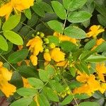 Senna occidentalis Blatt