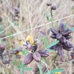 Crotalaria goreensis Plod