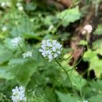 Cardamine asarifolia Cvet