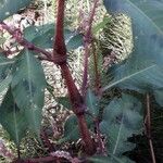 Persicaria lapathifolia Ŝelo