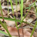 Setaria gausa кора