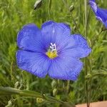 Linum austriacum Fiore