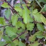 Teucrium lucidum Frunză