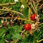 Solanum sisymbriifolium Plod