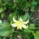 Erythronium tuolumnense Fleur