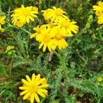 Senecio vernalis Fuelha