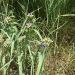 Tradescantia occidentalis Flower