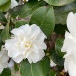 Camellia sasanquaFlor