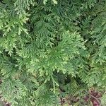 Thujopsis dolabrata Blatt
