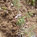 Fumaria parviflora Other