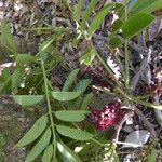 Lonchocarpus retifer