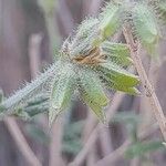 Salvia aegyptiaca Fruit