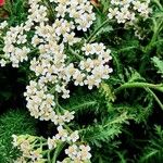 Achillea nobilis Buveinė