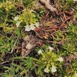 Teucrium montanum 花