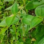 Miconia dependens Feuille