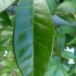 Ervatamia coronaria Leaf