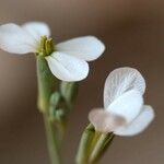 Henophyton zygarrhenum Blomma