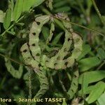 Hippocrepis multisiliquosa Fruit