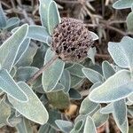 Phlomis fruticosa Fruit