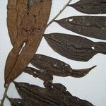 Neoptychocarpus apodanthus Máis