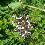 Fedia graciliflora Цветок