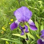 Iris aphylla Flower