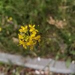 Sisymbrium loeselii Flor