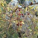 Rhamnus lycioides Frucht
