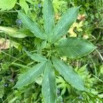 Arisaema dracontium Blatt