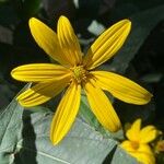 Helianthus divaricatus Çiçek