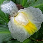Costus afer Λουλούδι