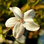 Jasminum officinale 花