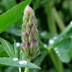 Lupinus polyphyllus Flor