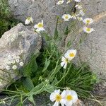 Ranunculus amplexicaulis عادت داشتن