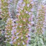Echium callithyrsum Flower
