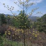 Sassafras albidum Habit