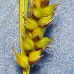 Carex hostiana Fruit