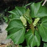 Dombeya acutangula Leaf