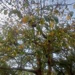 Artocarpus lacucha পাতা